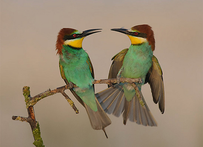 צילום: צחי פינקלשטיין