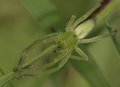 צילום: עמיר וינשטיין