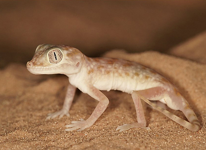 צילום: עמיר וינשטיין