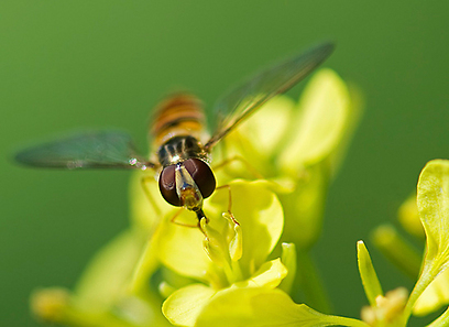 צילום: נעמי מקלאוד