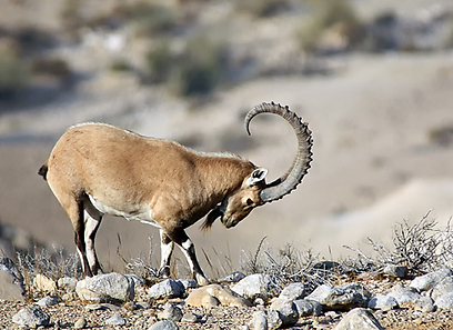 צילום: נדב כנען