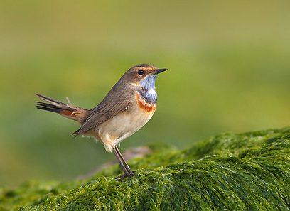 צילום: משה כהן