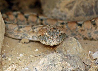 צילום: מיכאל חוטינסקי