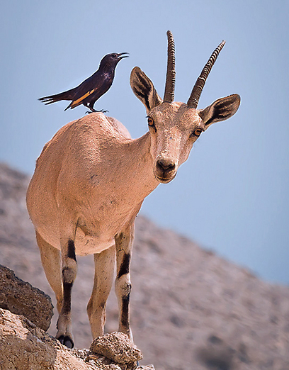 צילום: טטיאנה דרוז