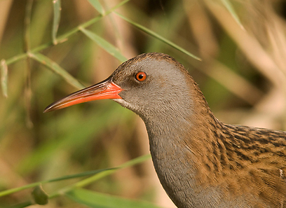 צילום: דוד דוקרקר