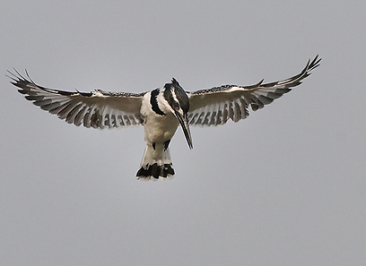 צילום: ברוך אלרט
