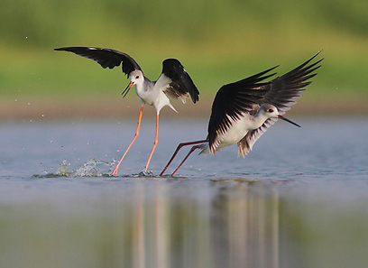 צילום:  ארז אברהם