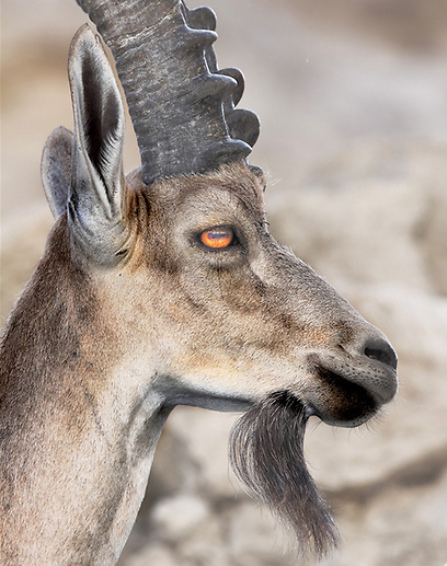 צילום: אסי דבילנסקי