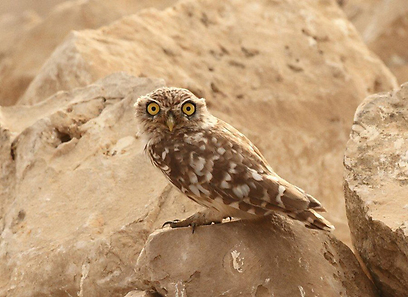 צילום: איתן קאופמן