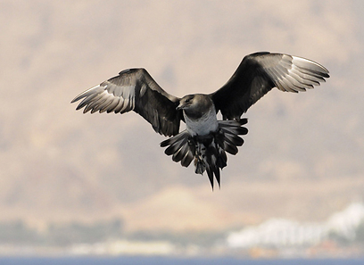 צילום: אילן ביאל