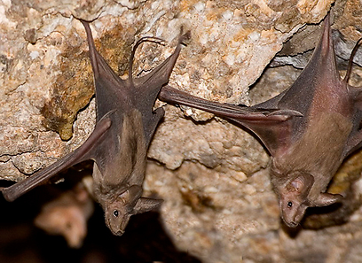 צילום: אייל ברטוב