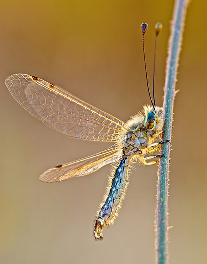 צילום: אושרי נפרסטק