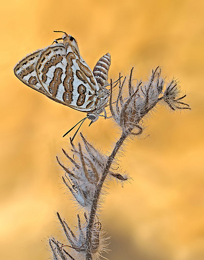 צילום: אושרי נפרסטק