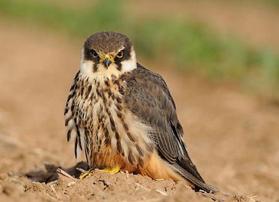 צילום: אורי קולקר