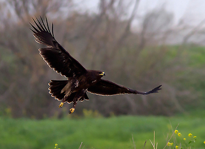 צילום: אהוד דרור