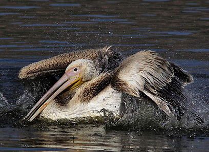 צילום: אבי הירשפילד