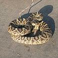 Eastern rattlesnake 