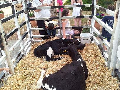 איך עושה פרה? ילדים במושב הבונים, הבוקר (צילום: מוטי קמחי) (צילום: מוטי קמחי)