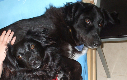 טיול יקר עם הכלבים בבירת הנגב.פרד הכלב (ימין) ובילי הכלבה (צילום: נעמה כץ) (צילום: נעמה כץ)