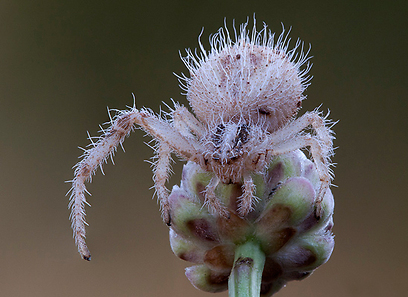 עכביש קסיס במרכז הארץ (צילום: דני גדלביץ) (צילום: דני גדלביץ)