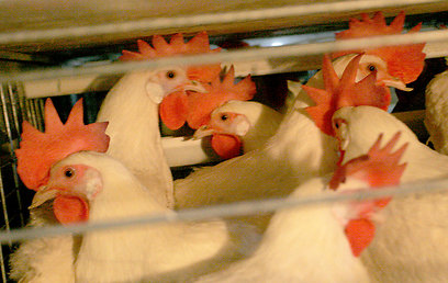 לא חפץ. תרנגולות בכלובי סוללה (צילום: אמיר לוי) (צילום: אמיר לוי)