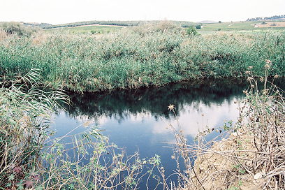מאגר שמשון בנחל שורק (צילום:  אלון רוטשילד) (צילום:  אלון רוטשילד)