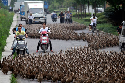 מבצע ברווז ברחובות העיירה הסינית (צילום: רויטרס) (צילום: רויטרס)