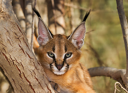 צילום: אבי מאיר צילום: אבי מאיר