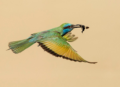 צילום: אבי מאיר צילום: אבי מאיר