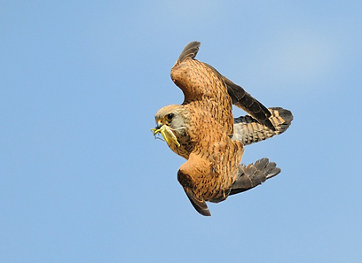 צילום: אורי קולקר צילום: אורי קולקר