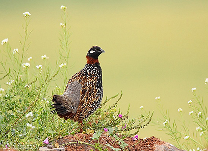צילום: איליה שלמייב צילום: איליה שלמייב