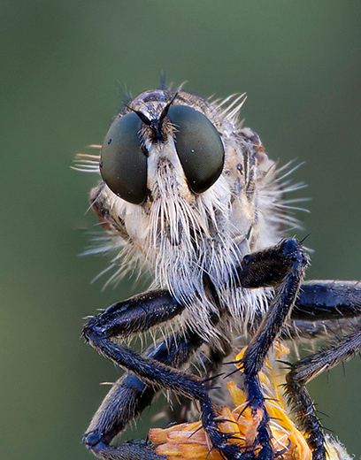 צילום: דני גדלביץ צילום: דני גדלביץ