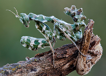 צילום: דני גדלביץ צילום: דני גדלביץ