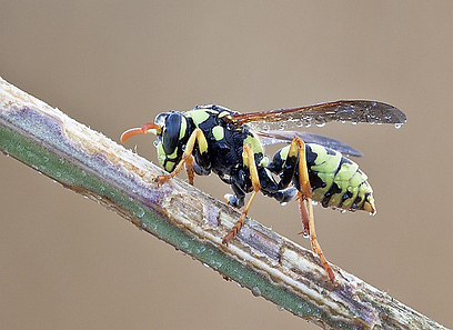 צילום: דני גדלביץ צילום: דני גדלביץ