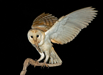 צילום: יקי זנדר צילום: יקי זנדר