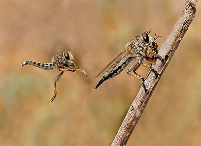 צילום: כפיר דדון צילום: כפיר דדון