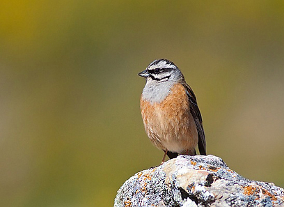 צילום: משה כהן צילום: משה כהן