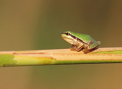 צילום: נתן אדלשטיין צילום: נתן אדלשטיין
