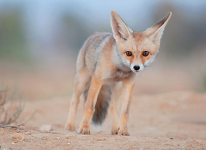 צילום: ערן היימס צילום: ערן היימס