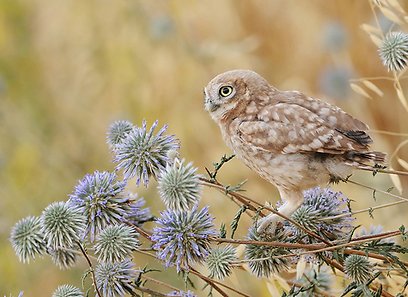 צילום: פאבלו רודאף צילום: פאבלו רודאף