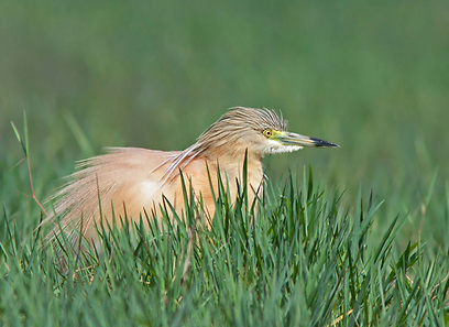 צילום: רועי אברהם צילום: רועי אברהם