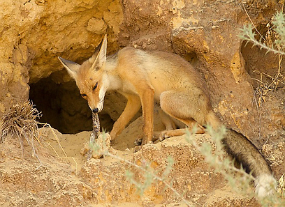 צילום: שרגא אלון צילום: שרגא אלון