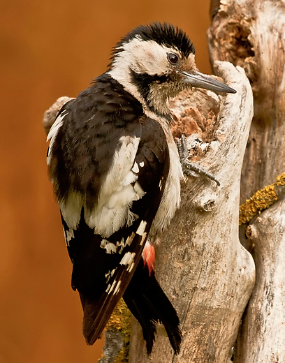 צילום: רפאל צילום: רפאל