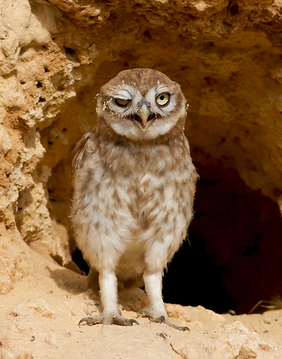 צילום: שרגא אלון צילום: שרגא אלון