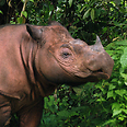 צילום: AFP/ International Rhino Foundation/Bill Konstant