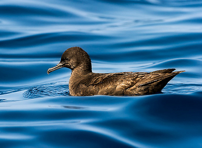 צילום: אבי מאיר צילום: אבי מאיר