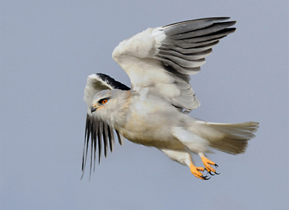 צילום: אורי קולקר צילום: אורי קולקר