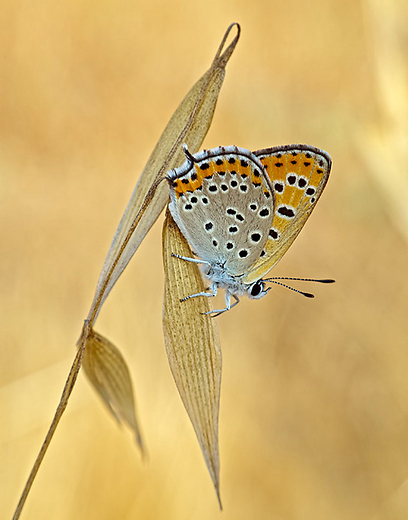 צילום: אושרי נפרסטק צילום: אושרי נפרסטק