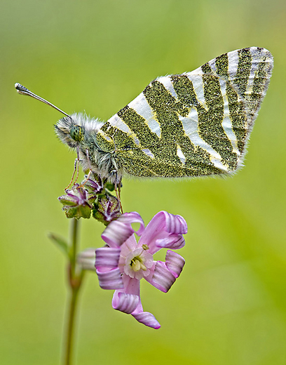 צילום: אושרי נפרסטק צילום: אושרי נפרסטק