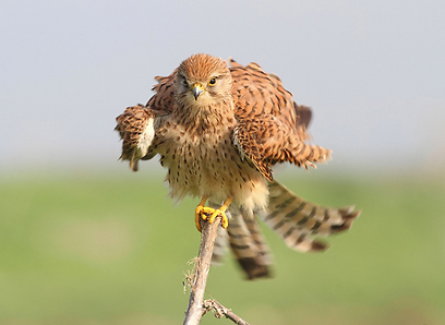 צילום: ארז אברהם צילום: ארז אברהם